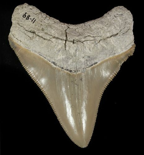 Beautiful, Serrated Megalodon Tooth - Lee Creek, NC #47629